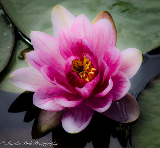 Nature-1658June 10, 2016