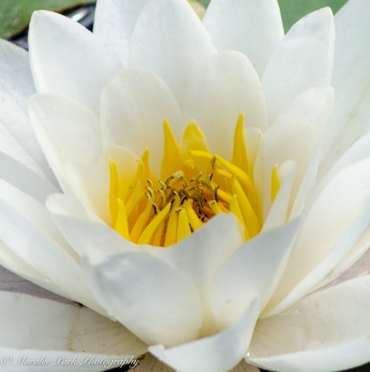 Nature-1660June 10, 2016