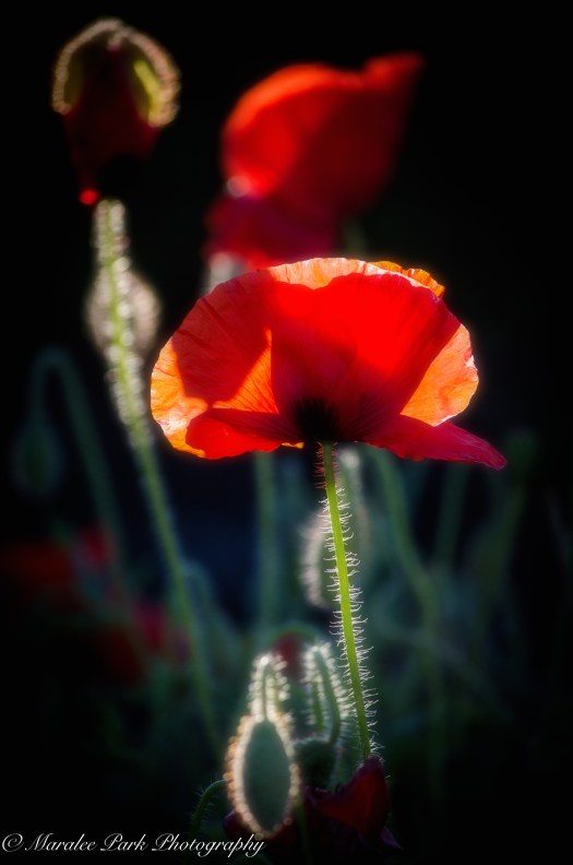 Nature-1760June 19, 2016