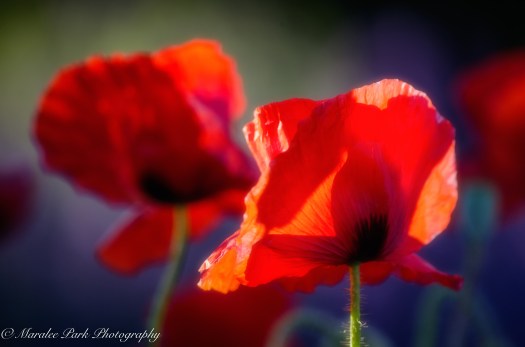 Nature-1761June 19, 2016