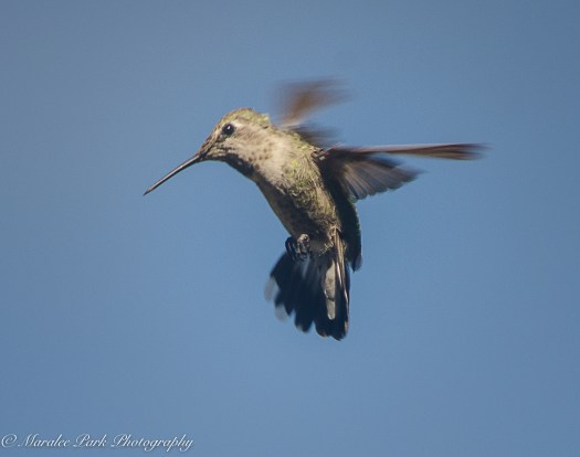 Nature-1777June 19, 2016