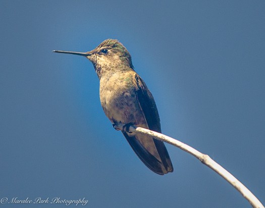 Nature-1791June 20, 2016