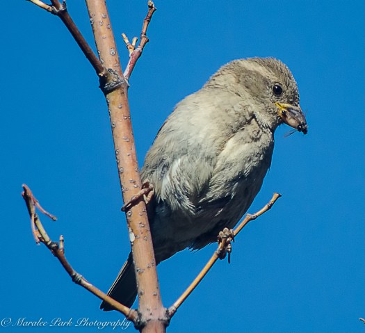 Nature-1800June 21, 2016