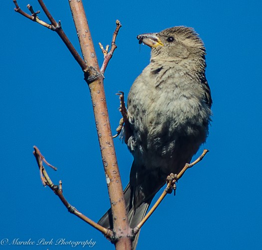 Nature-1801June 21, 2016