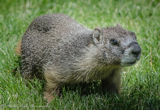 Nature-2088June 23, 2016