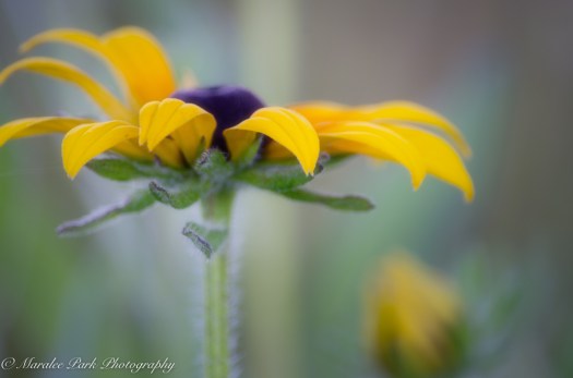 Nature-2209June 26, 2016