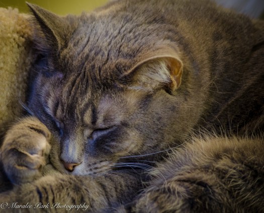 Cats-8039January 14, 2016