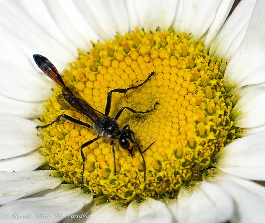 Nature-03776July 12, 2016-2