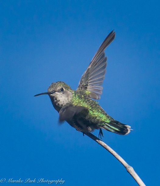 Nature-03876July 13, 2016-2