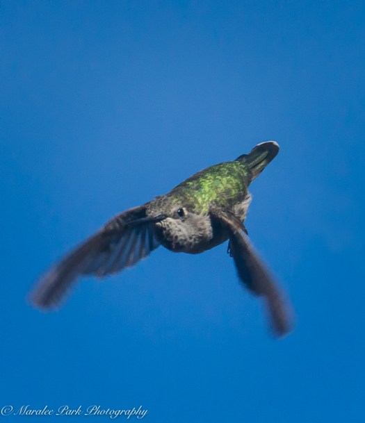 Nature-03877July 13, 2016