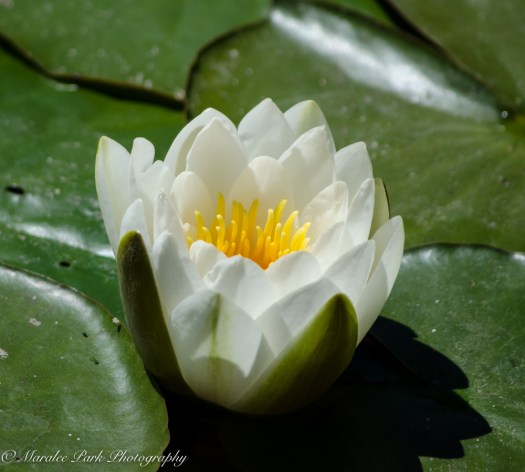 Nature-2112June 25, 2016