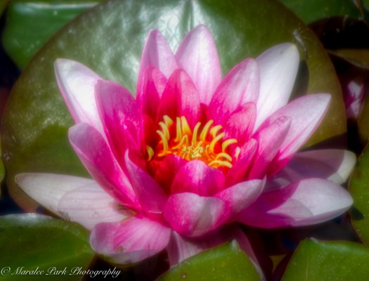 Nature-2116June 25, 2016And2more-2