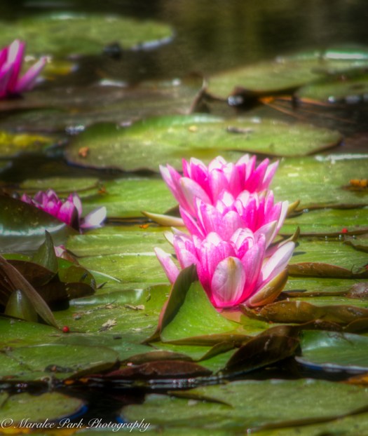 Nature-2125June 25, 2016And2more