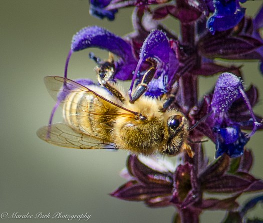 Nature-2165June 25, 2016