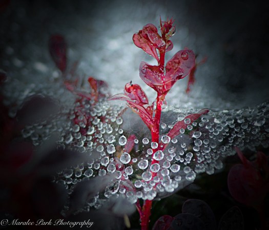 Nature-2217June 26, 2016