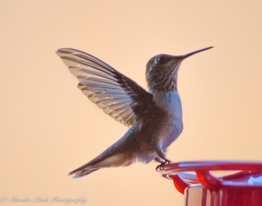 Nature-2465June 30, 2016-2-2