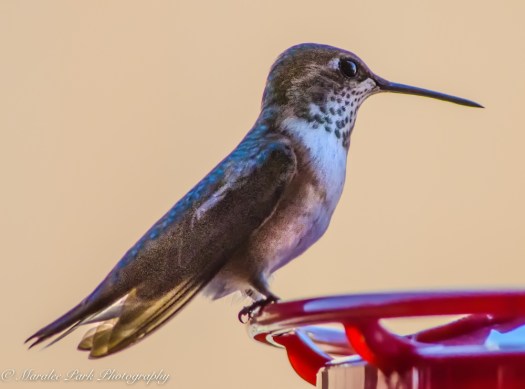 Nature-2485June 30, 2016-2