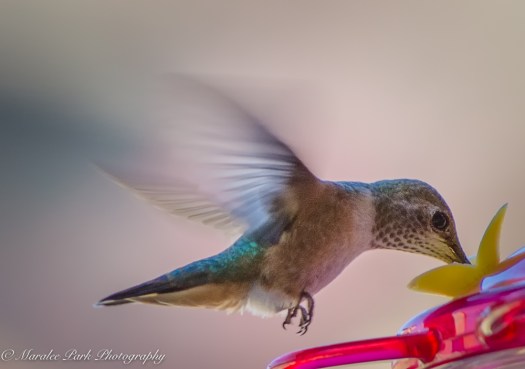 Nature-2523July 02, 2016