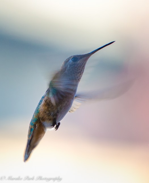 Nature-2536July 02, 2016