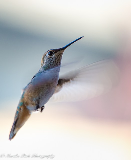 Nature-2537July 02, 2016