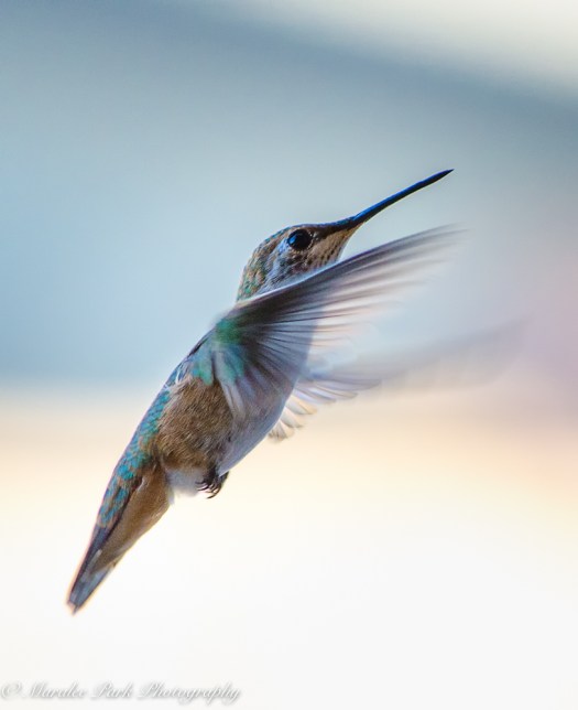 Nature-2540July 02, 2016