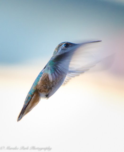 Nature-2543July 02, 2016