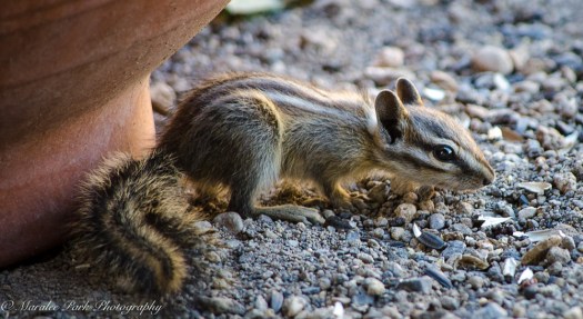 Nature-2590July 03, 2016