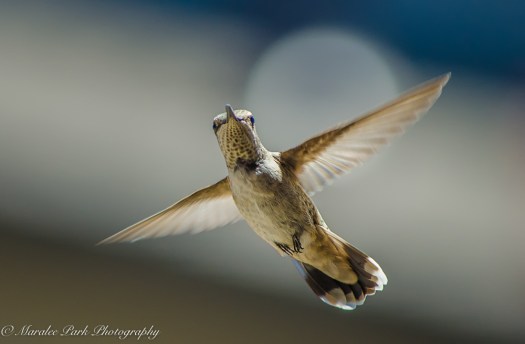 Nature-2641July 04, 2016