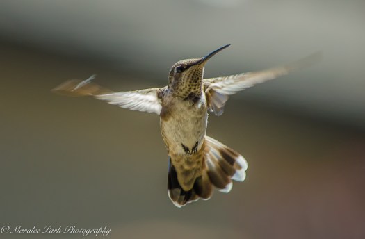 Nature-2643July 04, 2016