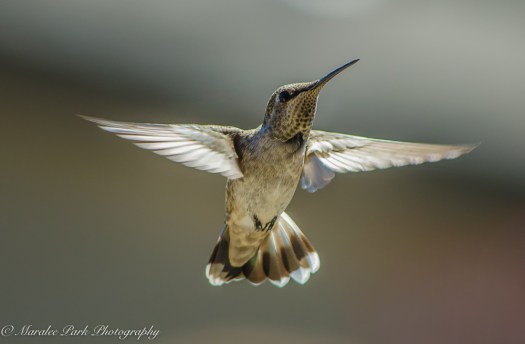 Nature-2644July 04, 2016