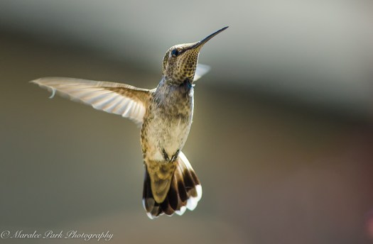 Nature-2645July 04, 2016