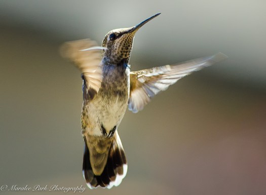 Nature-2646July 04, 2016