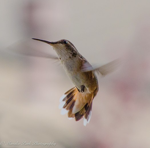 Nature-2733July 09, 2016