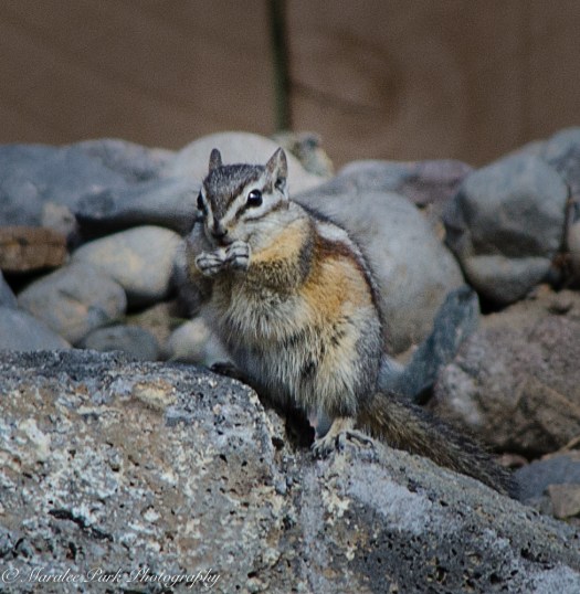 Nature-2769July 10, 2016