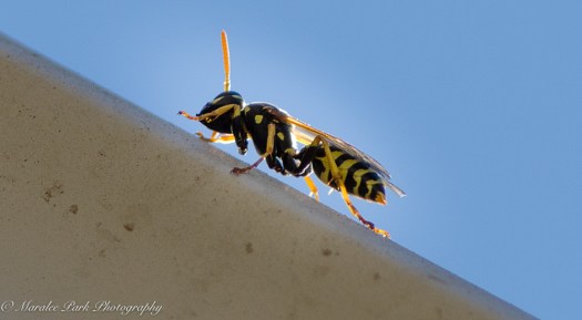 Nature-2874July 16, 2016