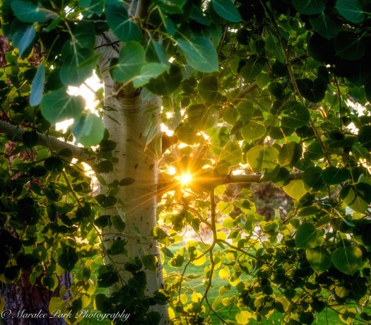 Nature-2970July 17, 2016