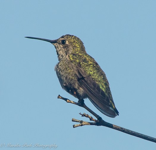 Nature3299July 24, 2016