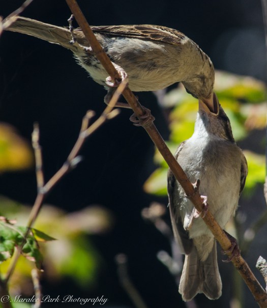 Nature3319July 24, 2016