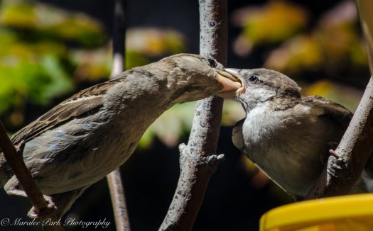 Nature3324July 24, 2016