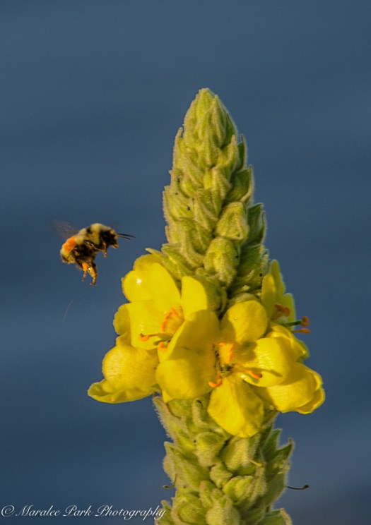 Nature3347July 25, 2016