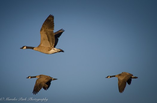 Nature3437August 01, 2016-2