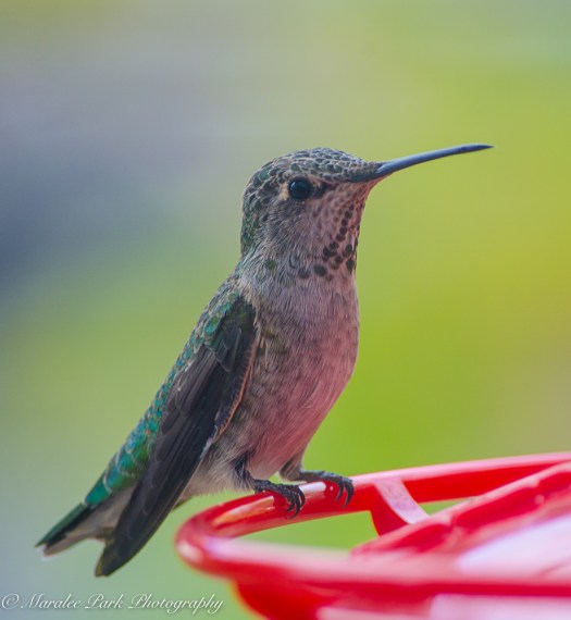 Nature3542August 08, 2016