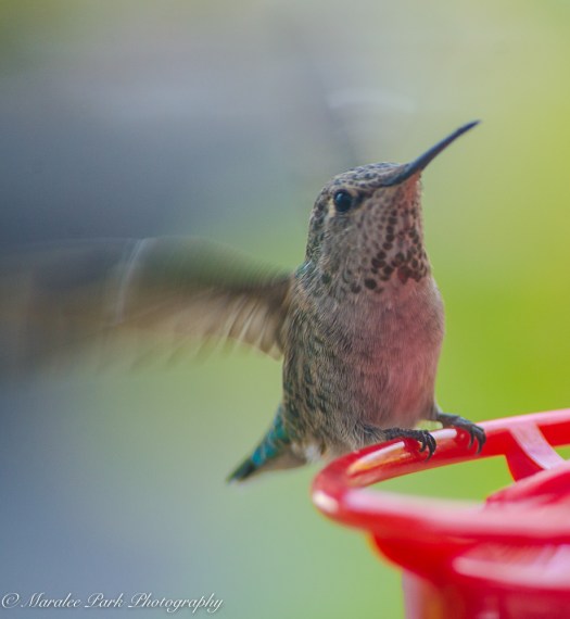 Nature3548August 08, 2016