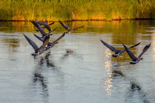 Nature3846August 15, 2016