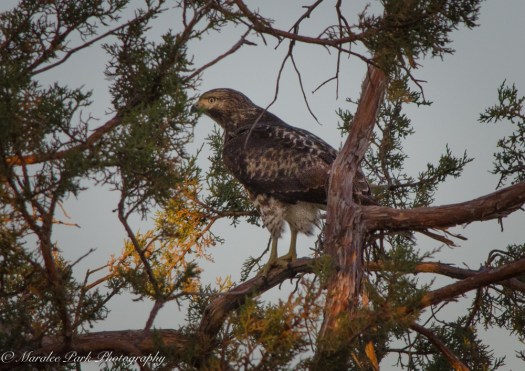 Nature4014August 17, 2016