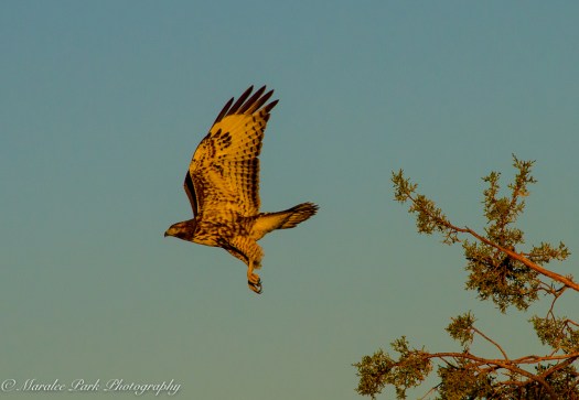 Nature4016August 17, 2016