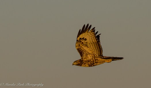 Nature4020August 17, 2016