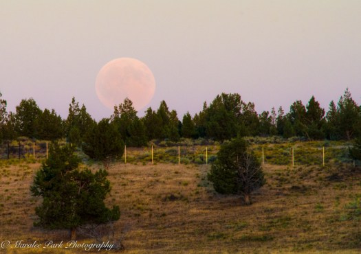 Nature4032August 17, 2016_tonemapped