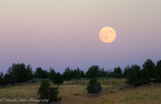 Nature4046August 17, 2016And2more