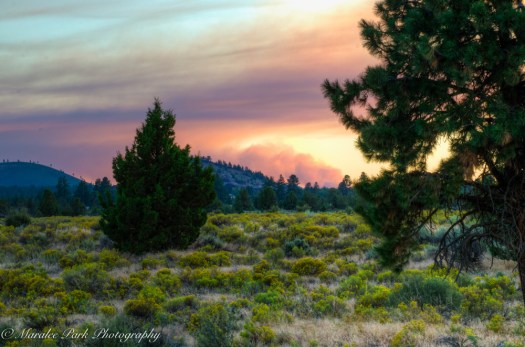 Nature4067August 17, 2016And2more